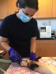 Debbie McCuen takes a blood sample from a sedated ferret