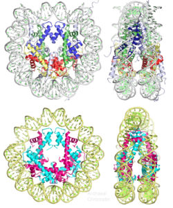 chromatin structure