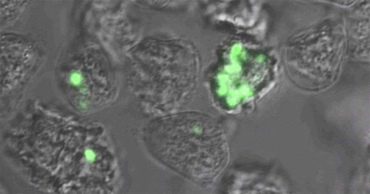 plague inside amoebae