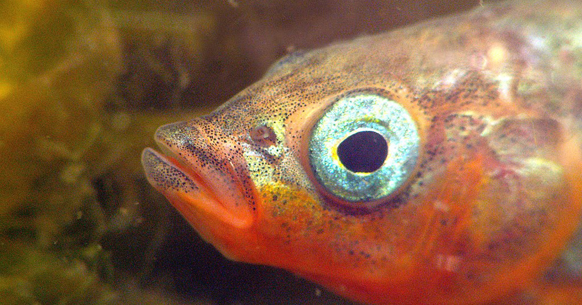 male stickleback fish