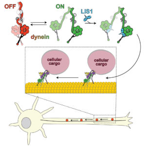 drawing of how lis1 protein activates dynein motor protein