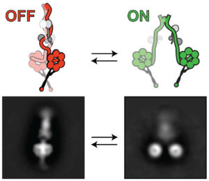 electron microscopy images of dynein in on and off states