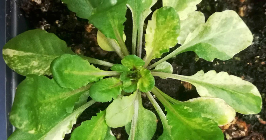 arabidopsis plant