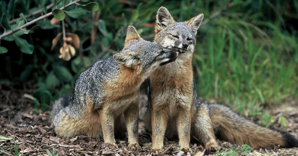 island foxes