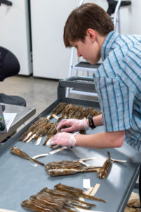 Kadin Samlaska organizes a collection of chipmunk specimens on a rolling cart. 