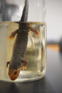 a preserved salamander in a jar