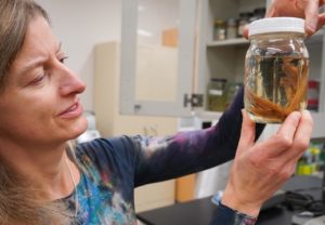 Rachel Mueller examining a jar of preserved salamanders