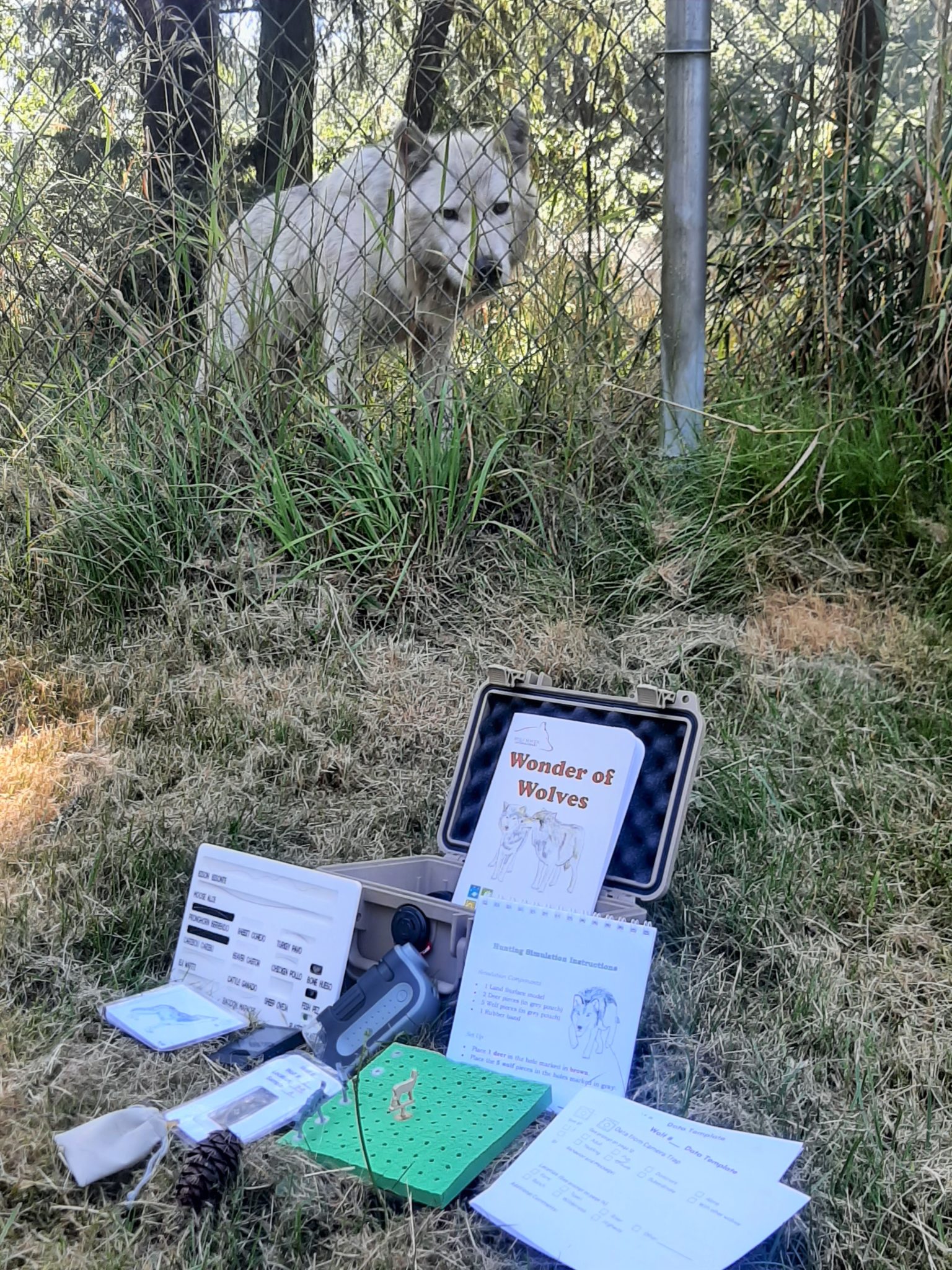 The Wonder of Wolves STEM kit laid out, a real wolf behind a fence looks on in the background.