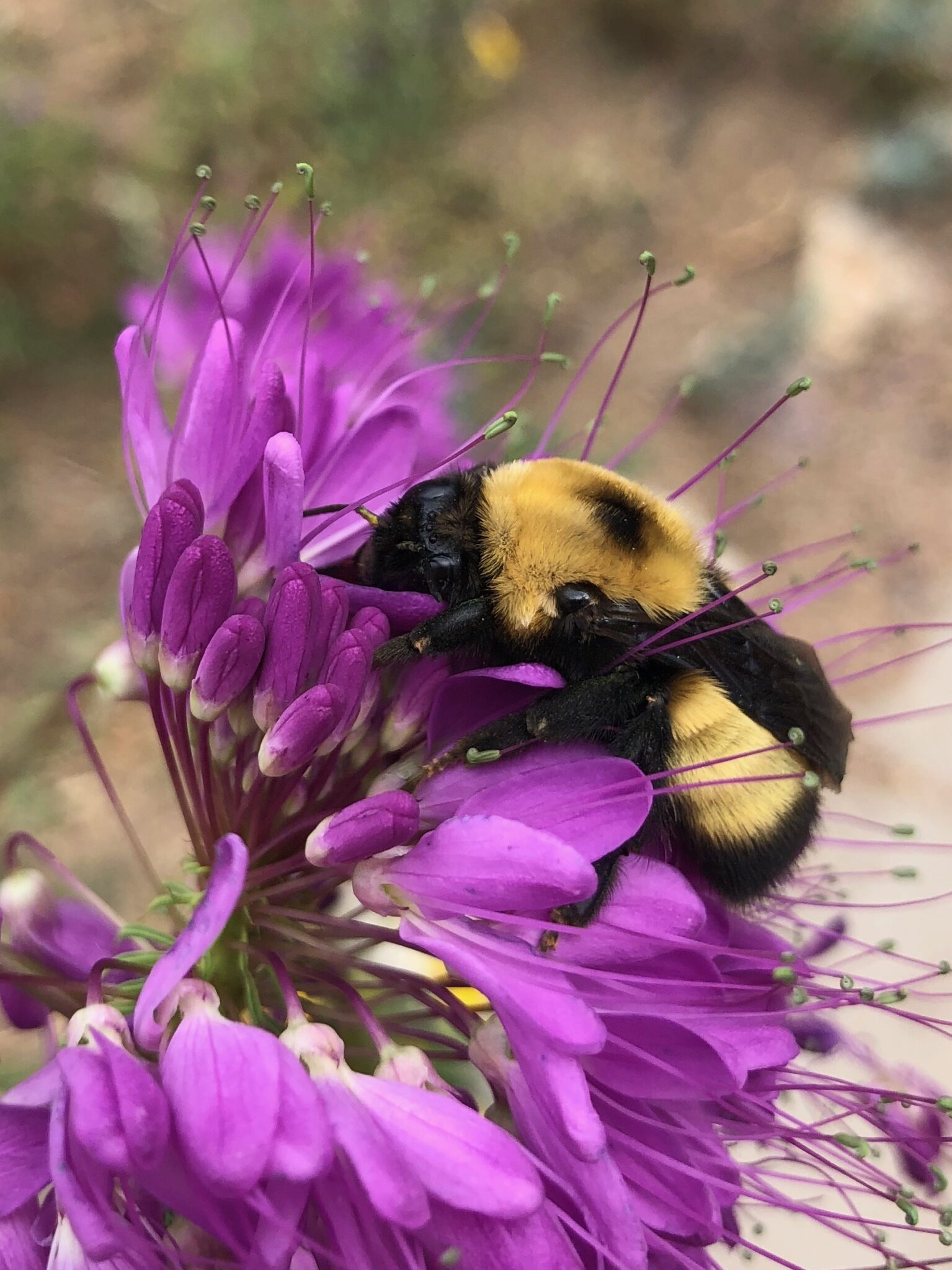A fuzzy bee on a purple flower.