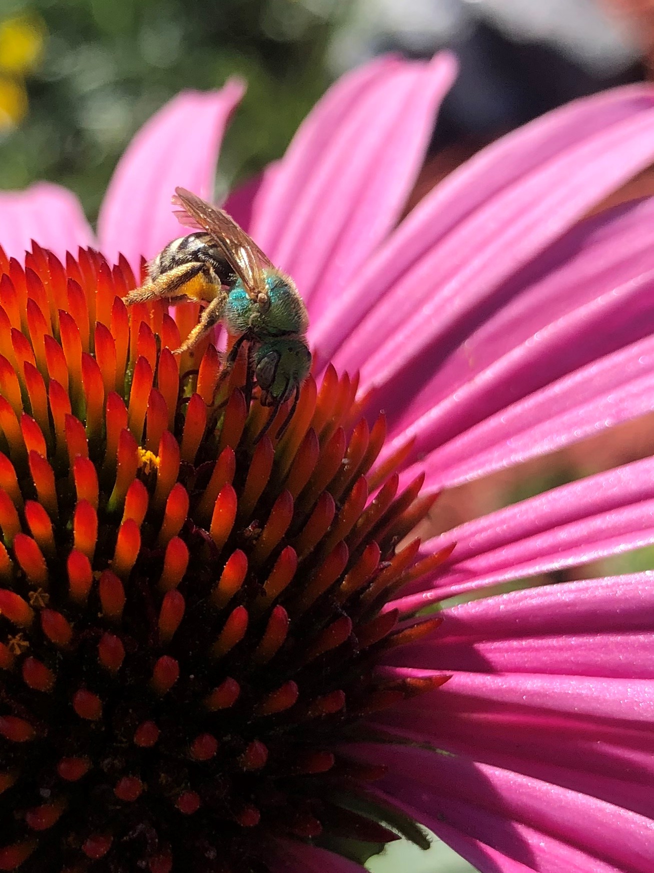 A green bee on a pink flower.