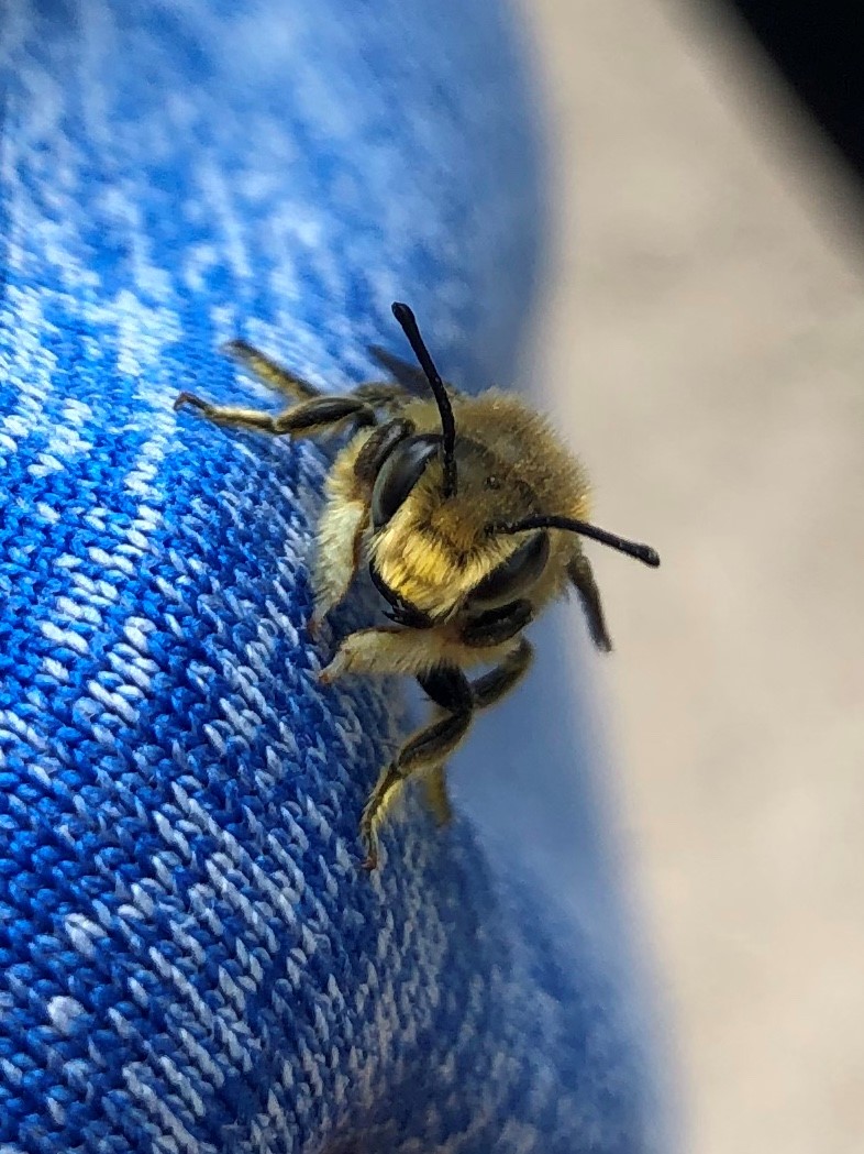 A fuzzy bee faces the camera while perched on some blue fabric.