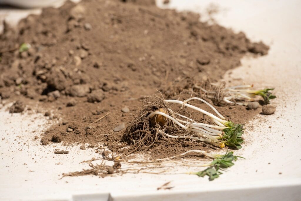 Small dirt pile with plant matter attached